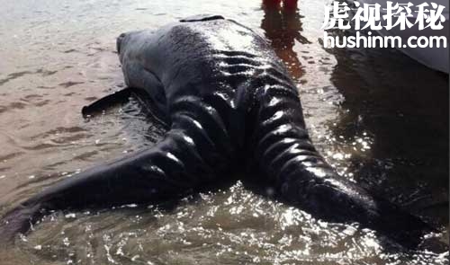 台风登陆的同时 也会带来一些未知神秘生物