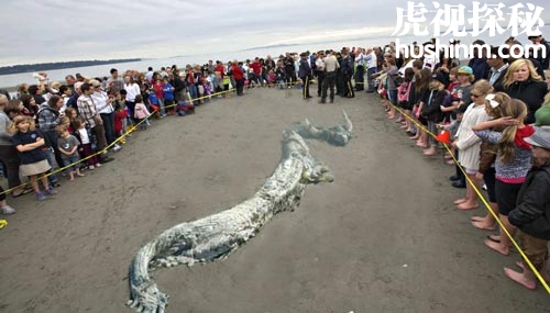 台风登陆的同时 也会带来一些未知神秘生物