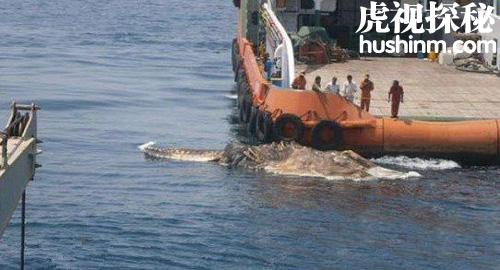 台风登陆的同时 也会带来一些未知神秘生物