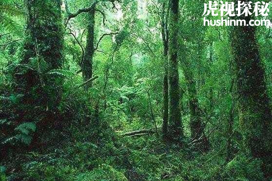 亚马逊森林中传说中的”黄金国“是否存在过?
