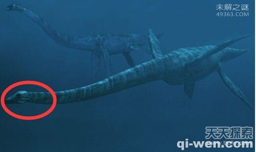 大海蛇的真身到底是什么?是蛇颈龙吗?
