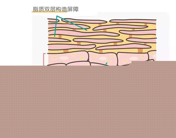 为什么洗完澡手指是皱的,手指和脚趾爱褶皱是怎么回事