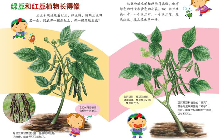 《豆豆食物》系列绘本下载